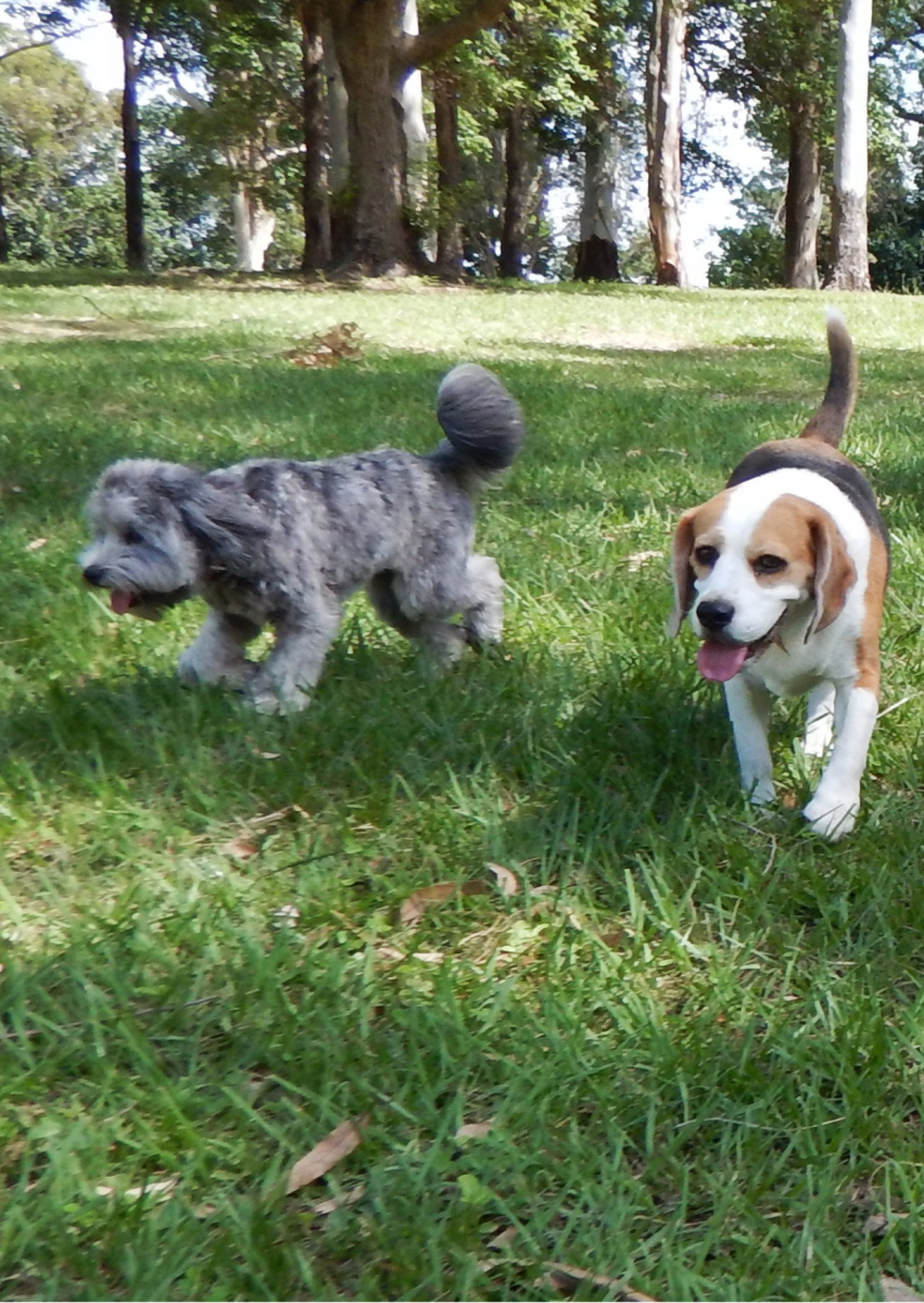 DogFriendly Parks in Coral Gables